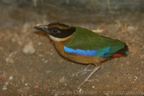 Mangrove pitta