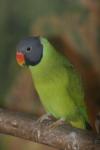 Grey-headed parakeet