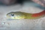 Redneck keelback