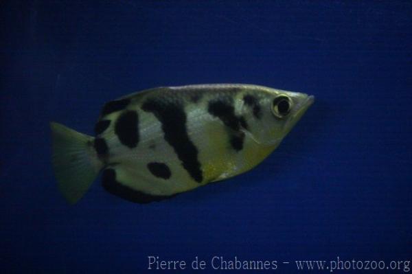 Smallscale archerfish