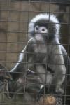 Tenasserim langur *