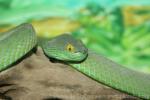 Cardamom pitviper