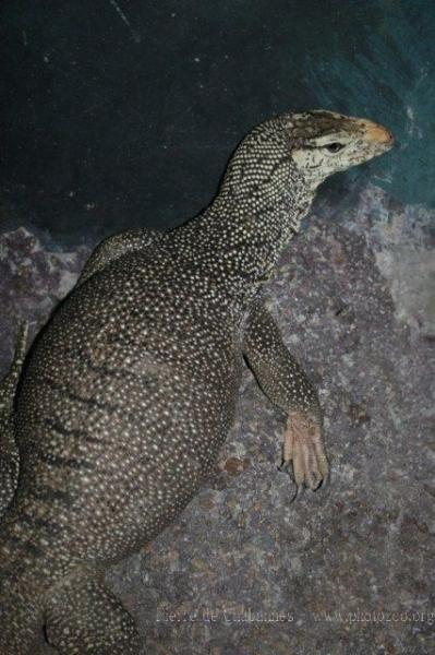 Bengal monitor