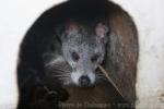 Large-spotted civet *