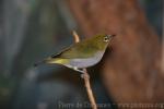 Everett's white-eye