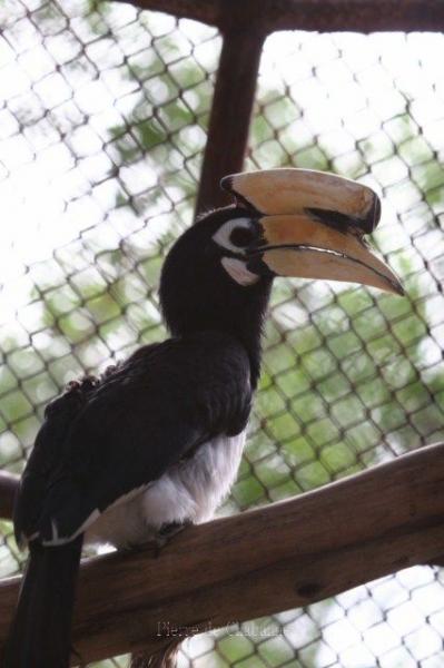 Oriental pied hornbill