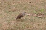 Javan pond heron