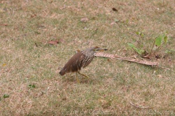 Javan pond heron