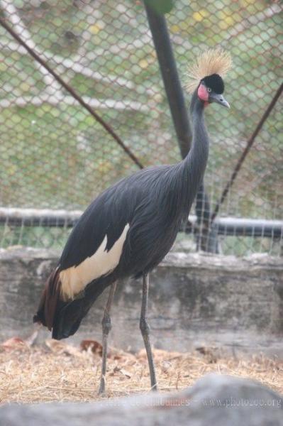 Black crowned-crane