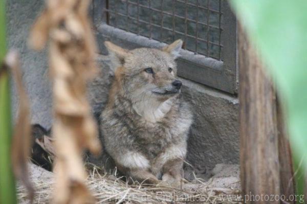 Golden jackal *