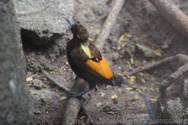 Magnificient bird-of-paradise *