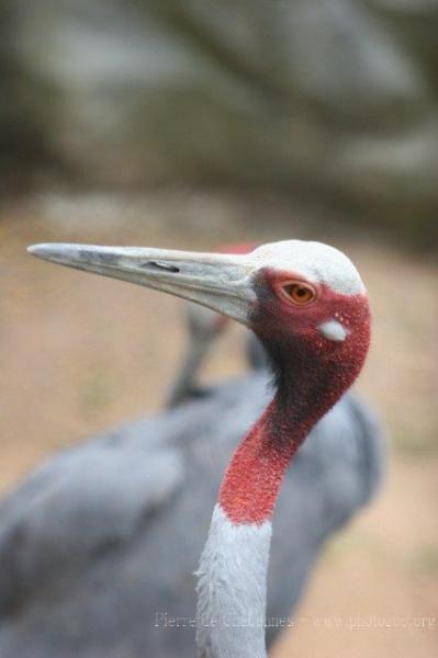 Indochinese sarus crane