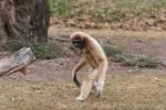 White-handed gibbon