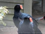 Razor-billed curassow *