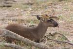 Fea's barking deer