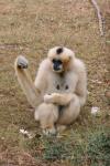 Northern white-cheeked crested gibbon