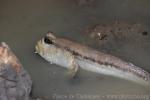 Giant mudskipper