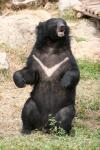 Asian black bear