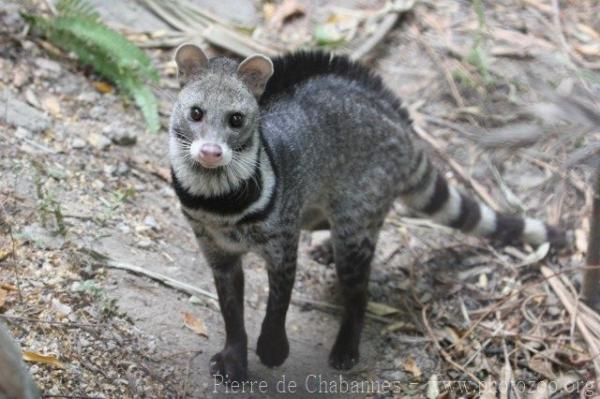 Large indian civet