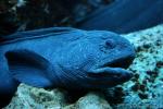 Bering wolffish *