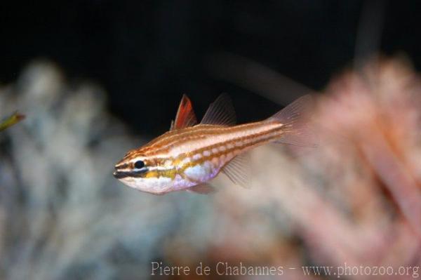 Red-striped cardinalfish *