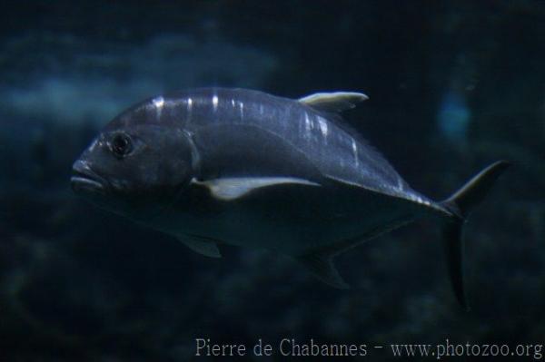 Giant trevally