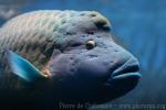 Humphead wrasse