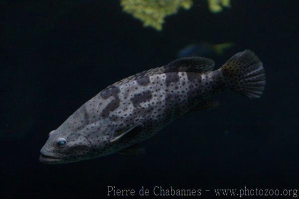 Orange-spotted grouper