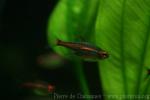 Glowlight tetra