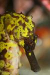 Thorny seahorse