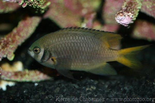 Black-and-gold chromis *