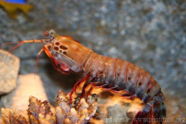 Peacock mantis shrimp *