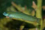 Zebra dartfish *