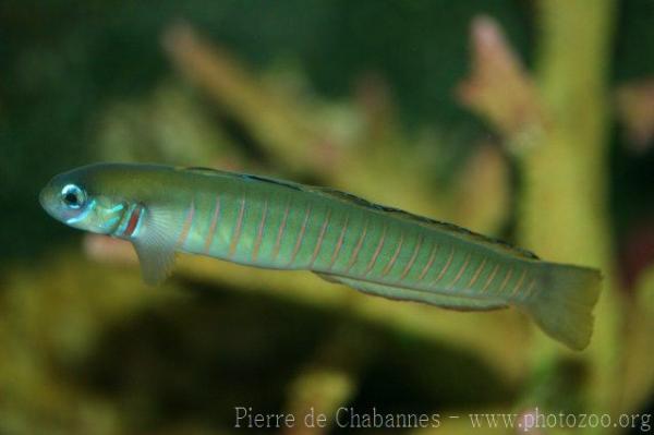 Zebra dartfish *