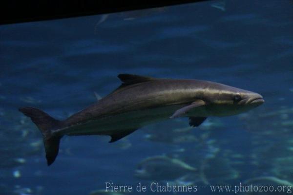 Cobia