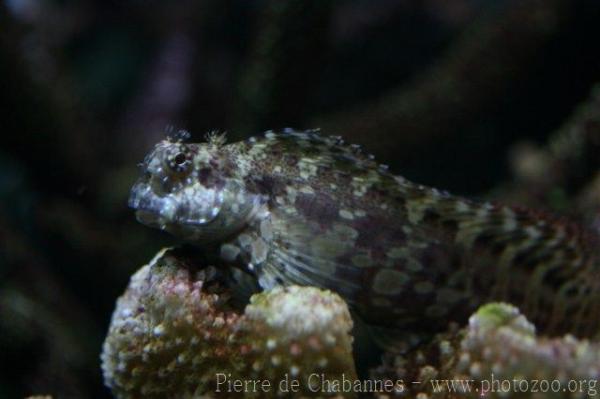 Jewelled blenny