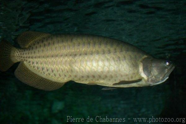 Australian bonytongue