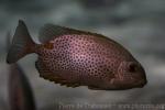 Yellowspotted spinefoot