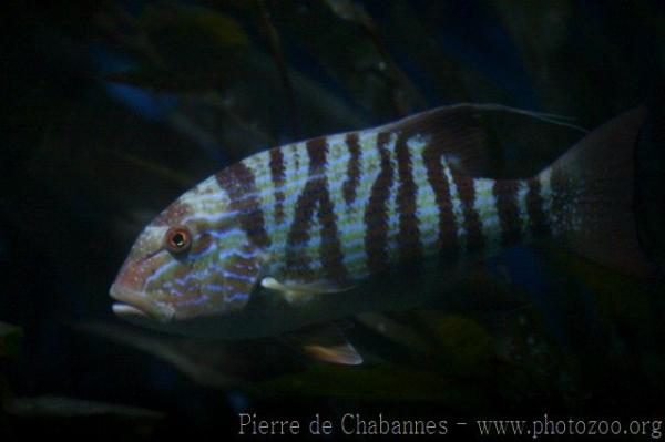 Chinamanfish