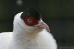 White eared-pheasant *