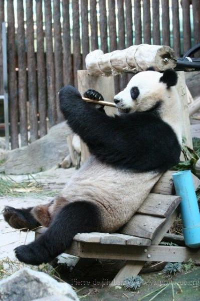 Giant panda