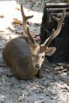 Annamite hog deer