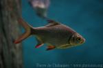 Redtail tinfoil barb