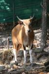 Burmese banteng