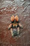 Mexican rustleg tarantula