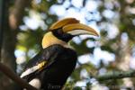 Great hornbill