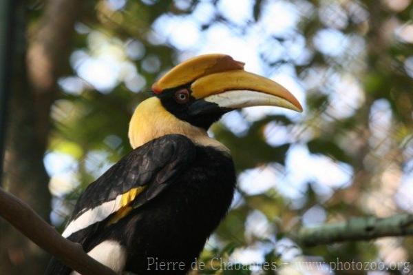 Great hornbill