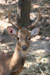 Burmese brow-antlered deer