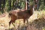 South Japan sika deer