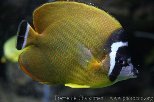 HongKong butterflyfish